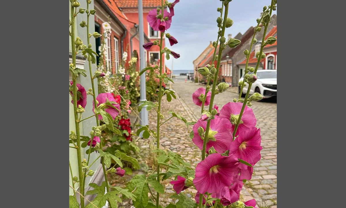 Ærøskøbing gamle havn: {"base": "da", "no": "\u00c6r\u00f8sk\u00f8bing gamle by.", "se": "\u00c6r\u00f8sk\u00f8ping gamla stad.", "en": "\u00c6r\u00f8sk\u00f8bing old town.", "da": "\u00c6r\u00f8sk\u00f8ping gamle by.", "fr": "Vieille ville d'\u00c6r\u00f8sk\u00f8ping.", "de": "Die Altstadt von \u00c6r\u00f8sk\u00f8bing.", "es": "Antiguo pueblo de \u00c6r\u00f8sk\u00f8ping.", "it": "La citt\u00e0 vecchia di \u00c6r\u00f8sk\u00f8bing.", "pt": "Antiga cidade de \u00c6r\u00f8sk\u00f8bing.", "nl": "\u00c6r\u00f8sk\u00f8bing oude stad.", "pl": "Stare miasto \u00c6r\u00f8sk\u00f8bing.", "uk": "\u0421\u0442\u0430\u0440\u0435 \u043c\u0456\u0441\u0442\u043e \u0415\u0440\u0435\u0441\u043a\u043e\u043f\u0456\u043d\u0433.", "ro": "Ora\u0219ul vechi \u00c6r\u00f8sk\u00f8ping.", "tr": "\u00c6r\u00f8sk\u00f8ping eski \u015fehir.", "el": "\u03a0\u03b1\u03bb\u03b9\u03cc \u03bb\u03b9\u03bc\u03ac\u03bd\u03b9 \u03c4\u03bf\u03c5 \u00c6r\u00f8sk\u00f8ping.", "cs": "Star\u00e9 m\u011bsto \u00c6r\u00f8sk\u00f8bingu.", "hu": "\u00c6r\u00f8sk\u00f8bing \u00f3v\u00e1ros.", "fi": "\u00c6r\u00f8sk\u00f8pingin vanhakaupunki.", "bg": "\u0421\u0442\u0430\u0440\u0438\u044f\u0442 \u0433\u0440\u0430\u0434 \u043d\u0430 \u00c6r\u00f8sk\u00f8bing.", "sr": "Stari grad \u00c6r\u00f8sk\u00f8binga.", "et": "\u00c4r\u00f8sk\u00f8pingi vanalinn.", "lv": "Vecpils\u0113ta \u0112rsk\u0113ping\u0101.", "lt": "\u00c6r\u00f8sk\u00f8ping senamiestis."}