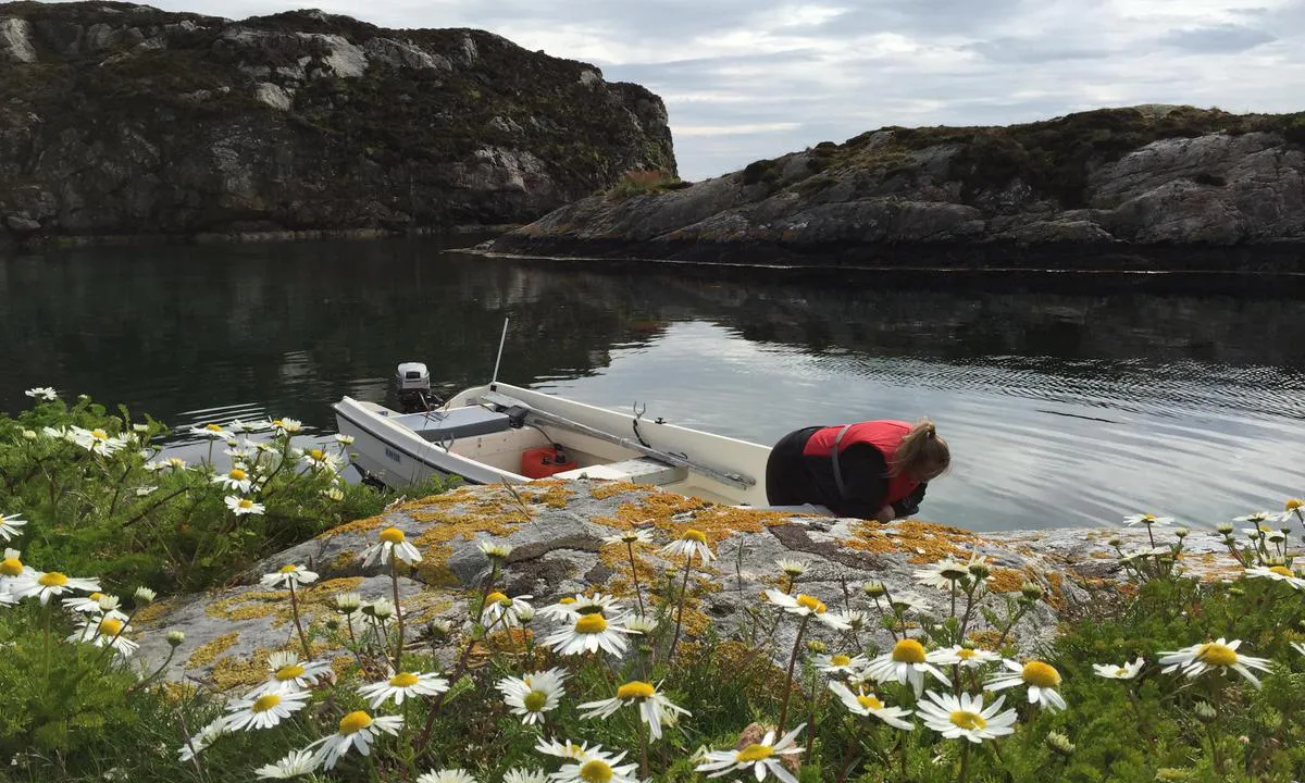 Alvheim naturhamn: Fin sandbunn, 3-5 meter dypt