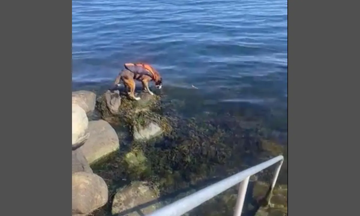 Åsgårdstrand seilforening: Badetrapp