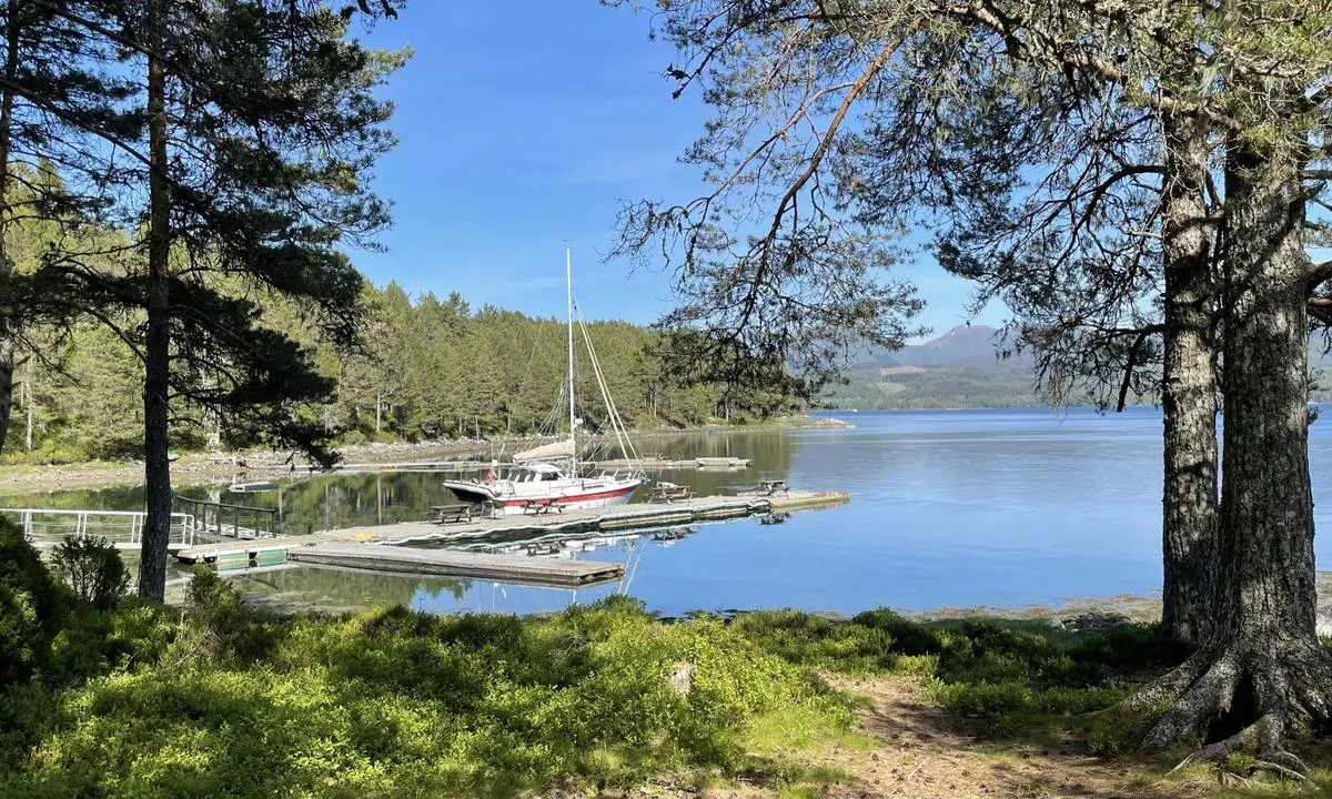 Baarsetøya: Idyllisk område med skog, benker og stier.