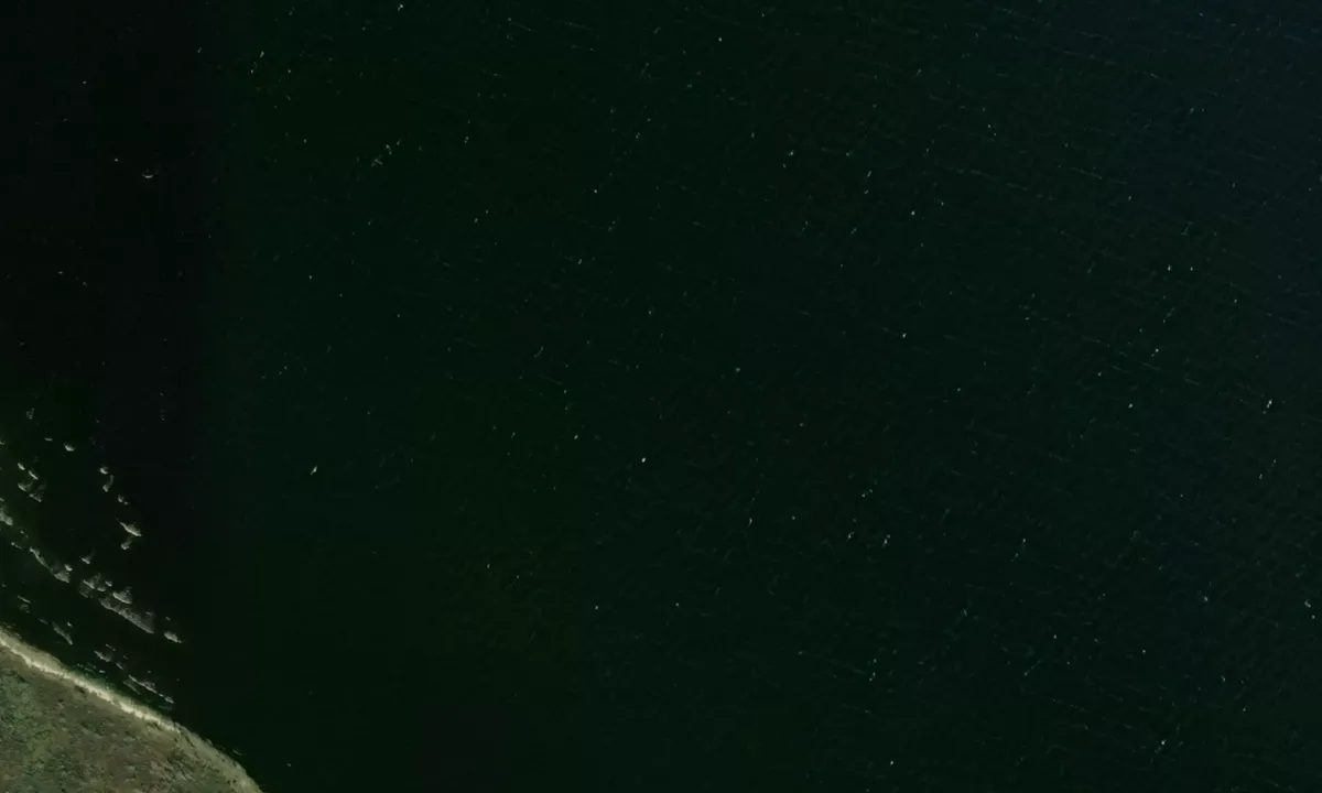 Flyfoto av Cypress Swamp 1