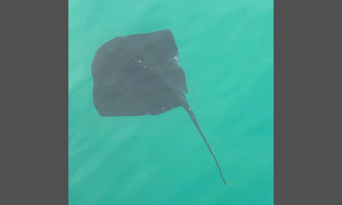 Ensenada Grande SE: {"base": "en", "no": "Mobula rokker", "se": "Mobula rockor", "en": "Mobula Rays", "da": "Mobula rokker", "fr": "Raies Mobula", "de": "Mobula-Rochen", "es": "Rayas Mobula", "it": "Mante Mobula", "pt": "Raias Mobula", "nl": "Mobula Roggen", "pl": "Mobule", "uk": "\u041c\u043e\u0431\u0443\u043b\u0438", "ro": "Mante uria\u0219e", "tr": "Mobula Vatozlar\u0131", "el": "\u03a3\u03b1\u03bb\u03ac\u03c7\u03b9\u03b1 Mobula", "cs": "Rejnoci Mobula", "hu": "Mobula r\u00e1j\u00e1k", "fi": "Mobularauskuja", "bg": "\u041c\u043e\u0431\u0443\u043b\u0430 \u043b\u044a\u0447\u0438", "sr": "Mobula ra\u017ee", "et": "Mobula rai", "lv": "Mobulas rajas", "lt": "Mobulos rajos"}