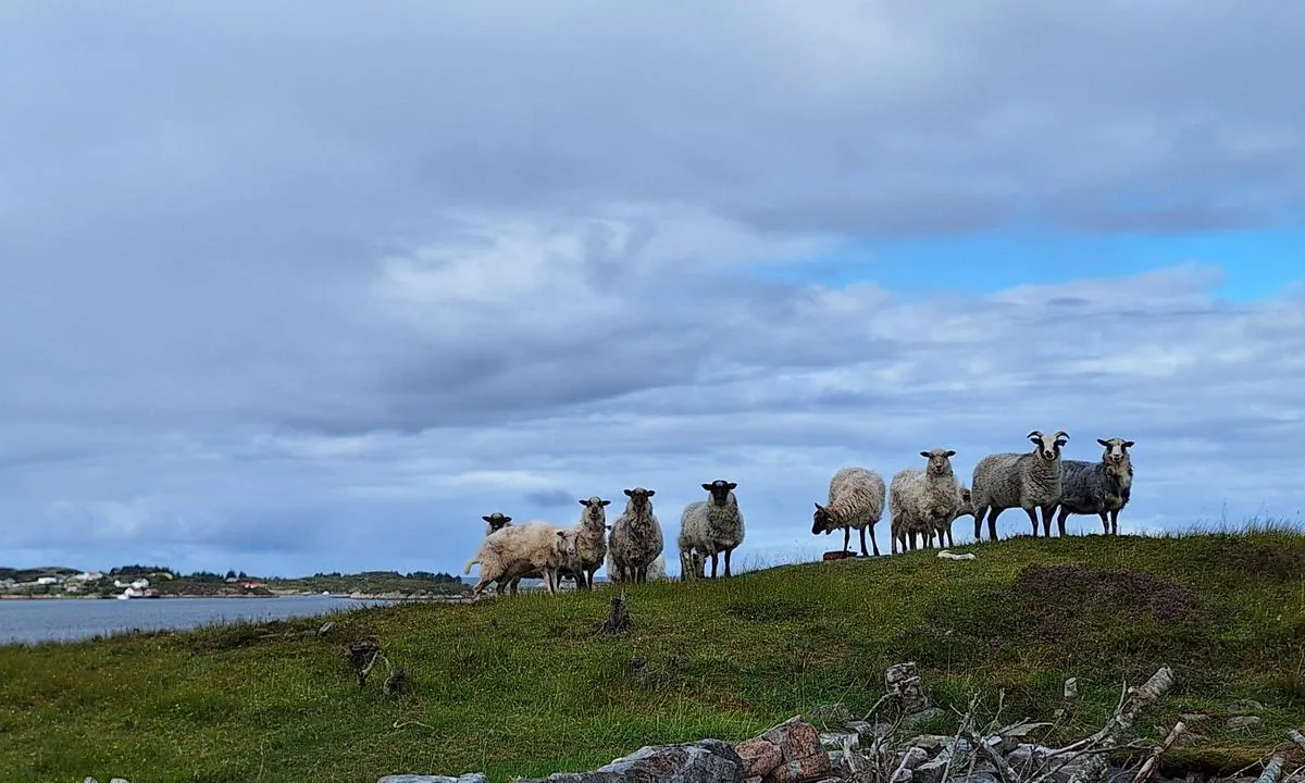 Forøya Friluftslivsområde: {"base": "no", "no": "Sauer p\u00e5 \u00f8ya", "se": "F\u00e5r p\u00e5 \u00f6n", "en": "Sheep on the island", "da": "F\u00e5r p\u00e5 \u00f8en", "fr": "Moutons sur l'\u00eele", "de": "Sauern auf der Insel", "es": "Ovejas en la isla", "it": "Pecore sull'isola", "pt": "Ovelhas na ilha", "nl": "Schapen op het eiland", "pl": "Owce na wyspie", "uk": "\u0412\u0456\u0432\u0446\u0456 \u043d\u0430 \u043e\u0441\u0442\u0440\u043e\u0432\u0456", "ro": "Oile pe insul\u0103", "tr": "Adaya demir atma", "el": "\u03a0\u03c1\u03cc\u03b2\u03b1\u03c4\u03b1 \u03c3\u03c4\u03bf \u03bd\u03b7\u03c3\u03af", "cs": "Ovce na ostrov\u011b", "hu": "Juhok a szigeten", "fi": "Lampaita saarella", "bg": "\u041e\u0432\u0446\u0435 \u043d\u0430 \u043e\u0441\u0442\u0440\u043e\u0432\u0430", "sr": "Ovce na ostrvu", "et": "Lambad saarel", "lv": "Zin\u0101\u0161anas uz salas", "lt": "Avys saloje"}