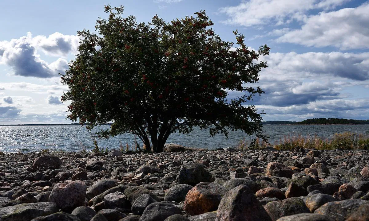 Gåsgrundet