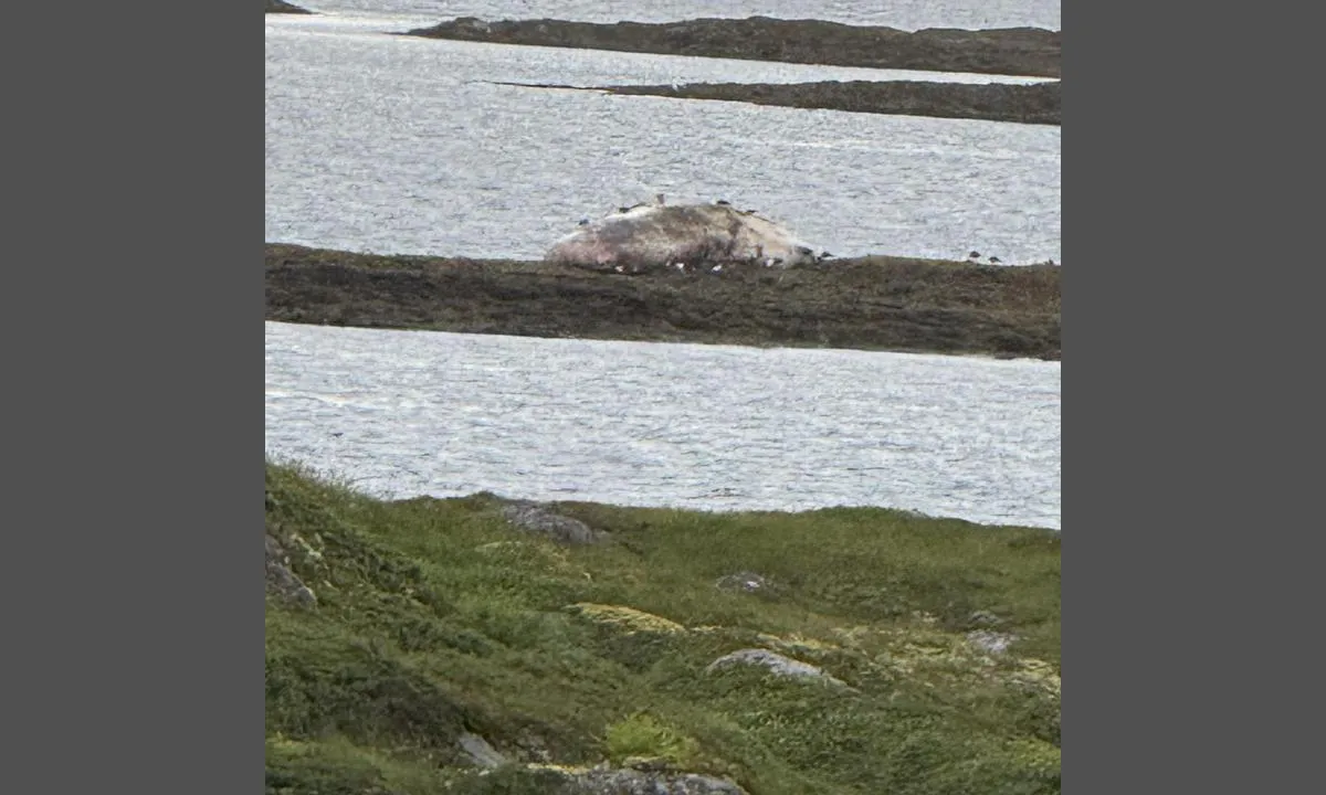 Hortavær, Ishuset flytebrygge