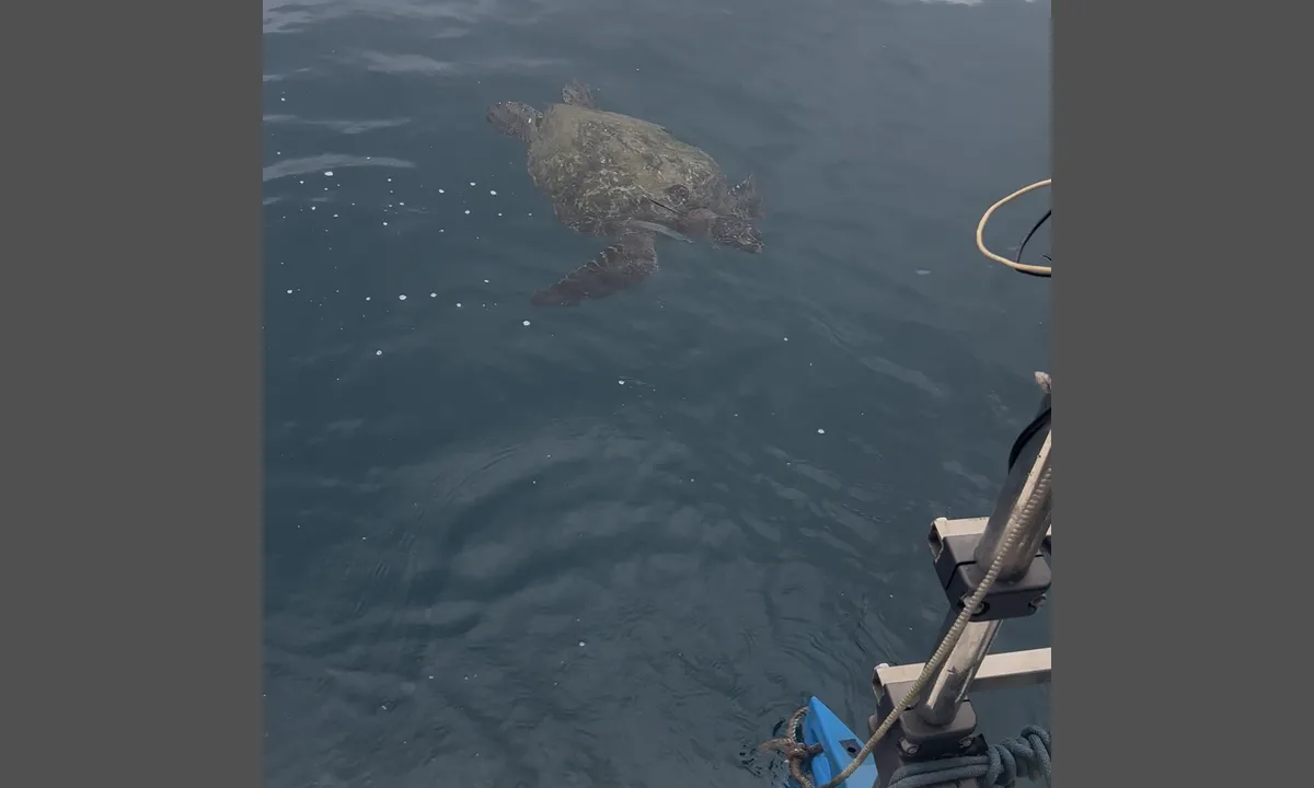 Isla De La Plata: {"base": "da", "no": "Det er mange skilpadder som sv\u00f8mmer rundt b\u00e5ten her.", "se": "Det finns m\u00e5nga sk\u00f6ldpaddor som simmar runt b\u00e5ten h\u00e4r.", "en": "There are many turtles swimming around the boat here.", "da": "Der er mange skilpadder som sv\u00f8mmer rundt b\u00e5ten her.", "fr": "Il y a beaucoup de tortues qui nagent autour du bateau ici.", "de": "Es gibt viele Schildkr\u00f6ten, die hier um das Boot schwimmen.", "es": "Hay muchas tortugas nadando alrededor del barco aqu\u00ed.", "it": "Ci sono molte tartarughe che nuotano intorno alla barca qui.", "pt": "H\u00e1 muitas tartarugas a nadar ao redor do barco aqui.", "nl": "Er zijn veel schildpadden die hier rond de boot zwemmen.", "pl": "Wok\u00f3\u0142 \u0142odzi p\u0142ywa wiele \u017c\u00f3\u0142wi.", "uk": "\u0404 \u0431\u0430\u0433\u0430\u0442\u043e \u0447\u0435\u0440\u0435\u043f\u0430\u0445, \u044f\u043a\u0456 \u043f\u043b\u0430\u0432\u0430\u044e\u0442\u044c \u043d\u0430\u0432\u043a\u043e\u043b\u043e \u0447\u043e\u0432\u043d\u0430 \u0442\u0443\u0442.", "ro": "Exist\u0103 multe broa\u0219te \u021bestoase care \u00eenoat\u0103 \u00een jurul b\u0103rcii aici.", "tr": "Burada teknenin etraf\u0131nda y\u00fczen bir\u00e7ok kaplumba\u011fa var.", "el": "\u03a5\u03c0\u03ac\u03c1\u03c7\u03bf\u03c5\u03bd \u03c0\u03bf\u03bb\u03bb\u03ad\u03c2 \u03c7\u03b5\u03bb\u03ce\u03bd\u03b5\u03c2 \u03c0\u03bf\u03c5 \u03ba\u03bf\u03bb\u03c5\u03bc\u03c0\u03bf\u03cd\u03bd \u03b3\u03cd\u03c1\u03c9 \u03b1\u03c0\u03cc \u03c4\u03bf \u03c3\u03ba\u03ac\u03c6\u03bf\u03c2 \u03b5\u03b4\u03ce.", "cs": "Je zde mnoho \u017eelv, kter\u00e9 pluj\u00ed kolem lodi.", "hu": "Sok tekn\u0151s \u00faszk\u00e1l itt a haj\u00f3 k\u00f6r\u00fcl.", "fi": "T\u00e4\u00e4ll\u00e4 on monia kilpikonnia, jotka uivat veneen ymp\u00e4rill\u00e4.", "bg": "\u0418\u043c\u0430 \u043c\u043d\u043e\u0433\u043e \u043a\u043e\u0441\u0442\u0435\u043d\u0443\u0440\u043a\u0438, \u043a\u043e\u0438\u0442\u043e \u043f\u043b\u0443\u0432\u0430\u0442 \u043e\u043a\u043e\u043b\u043e \u043b\u043e\u0434\u043a\u0430\u0442\u0430 \u0442\u0443\u043a.", "sr": "\u0418\u043c\u0430 \u043c\u043d\u043e\u0433\u043e \u043a\u043e\u0440\u045a\u0430\u0447\u0430 \u043a\u043e\u0458\u0435 \u043f\u043b\u0438\u0432\u0430\u0458\u0443 \u043e\u043a\u043e \u0447\u0430\u043c\u0446\u0430 \u043e\u0432\u0434\u0435.", "et": "Siin ujub palju kilpkonni paadi \u00fcmber.", "lv": "\u0160eit apk\u0101rt laivai peld daudz bru\u0146urupu\u010du.", "lt": "\u010cia aplink valt\u012f plaukioja daug v\u0117\u017eli\u0173."}