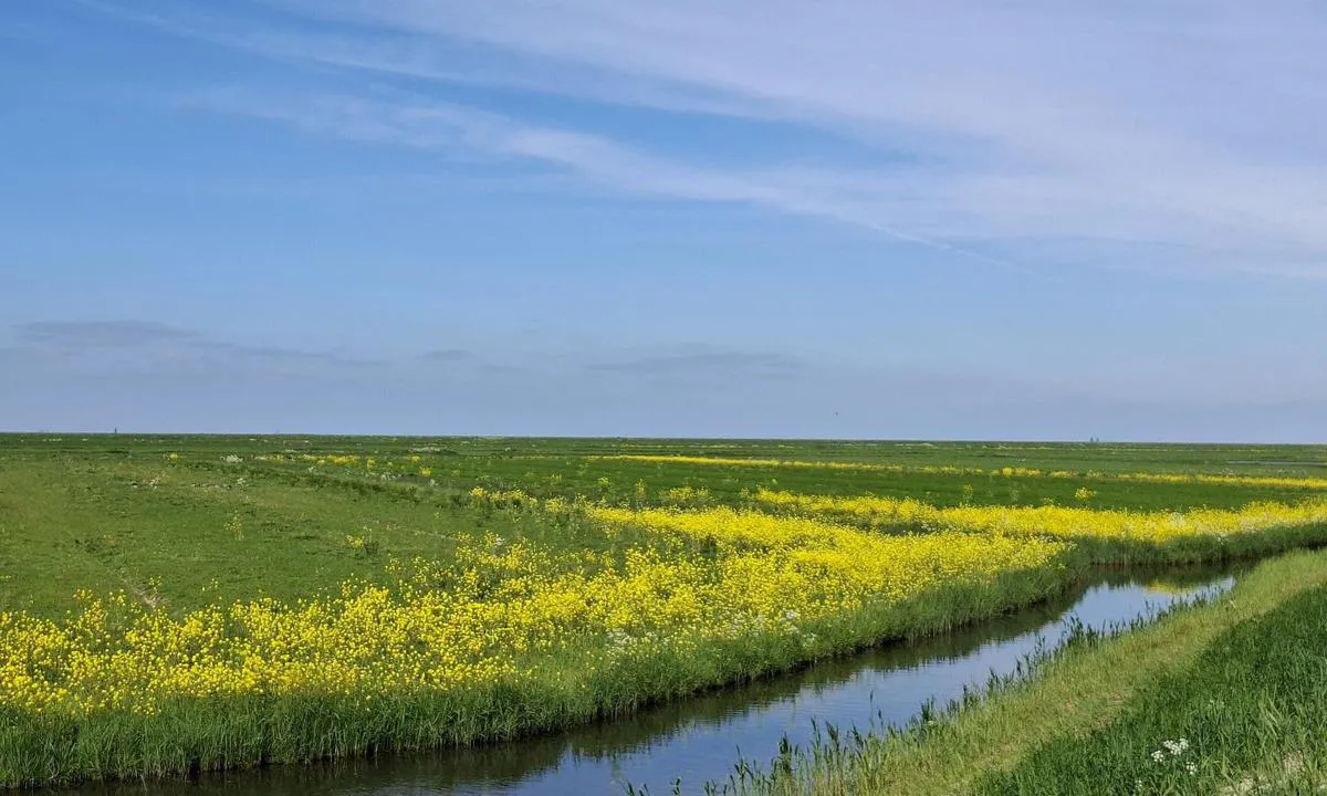 {"base": "nl", "no": "Blomstrende enger i Marker-polderen. Kan sees fra dikegangen p\u00e5 en tur rundt Marken i mai.", "se": "Blommande \u00e4ngar i Marker polder. Kan ses fr\u00e5n d\u00e4mningen under en promenad runt Marken i maj.", "en": "Blooming meadows in the Marker polder. Visible from the dyke on a walk around Marken in May.", "da": "Blomstrende enge i Marker-polden. Kan ses fra diget p\u00e5 en g\u00e5tur omkring Marken i maj.", "fr": "Prairies fleuries dans la polder de Marker. \u00c0 voir depuis la digue lors d'une promenade autour de Marken en mai.", "de": "Bl\u00fchende Wiesen in der Marker Polder. Von der Deich aus bei einem Spaziergang rund um Marken im Mai zu sehen.", "es": "Praderas en flor en el polder de Marker. Visible desde el dique durante una caminata alrededor de Marken en mayo.", "it": "Prater fioriti nella polder di Marker. Visibili dalla diga durante una passeggiata intorno a Marken a maggio.", "pt": "Prados floridos na polder de Marker. Vis\u00edvel desde o dique durante uma caminhada ao redor de Marken em maio.", "nl": "Bloeiende weilanden in de Marker polder. Te zien vanaf de dijk op een wandeling rondom Marken in mei.", "pl": "Kwitlej\u0105ce \u0142\u0105ki w polderze Marker. Do zobaczenia z wa\u0142u podczas spaceru wok\u00f3\u0142 Marken w maju.", "uk": "\u041a\u0432\u0456\u0442\u0443\u0447\u0456 \u043b\u0443\u043a\u0438 \u0432 \u043c\u0430\u0440\u043a\u0435\u0440\u0441\u044c\u043a\u0456\u0439 \u043f\u043e\u0439\u043c\u0456. \u0412\u0438\u0434\u043d\u043e \u0437 \u0434\u0430\u043c\u0431\u0438 \u043f\u0456\u0434 \u0447\u0430\u0441 \u043f\u0440\u043e\u0433\u0443\u043b\u044f\u043d\u043a\u0438 \u043d\u0430\u0432\u043a\u043e\u043b\u043e \u041c\u0430\u0440\u043a\u0435\u043d\u0430 \u0443 \u0442\u0440\u0430\u0432\u043d\u0456.", "ro": "Paji\u0219ti \u00eenflorite \u00een polderul Marker. Vizibile de pe dig \u00een timpul unei plimb\u0103ri \u00een jurul Markenului \u00een luna mai.", "tr": "Marken \u00e7evresinde may\u0131s ay\u0131nda bir y\u00fcr\u00fcy\u00fc\u015f s\u0131ras\u0131nda embankmandan g\u00f6r\u00fclebilen Marker polderindeki \u00e7i\u00e7ek a\u00e7an \u00e7ay\u0131rlar.", "el": "\u0391\u03bd\u03b8\u03b9\u03c3\u03bc\u03ad\u03bd\u03b1 \u03bb\u03b9\u03b2\u03ac\u03b4\u03b9\u03b1 \u03c3\u03c4\u03b7\u03bd \u03cd\u03c0\u03b1\u03b9\u03b8\u03c1\u03bf \u03c4\u03b7\u03c2 Marker polder. \u039f\u03c1\u03b1\u03c4\u03ac \u03b1\u03c0\u03cc \u03c4\u03bf\u03bd \u03b1\u03bd\u03ac\u03c7\u03c9\u03bc\u03b1 \u03c3\u03b5 \u03bc\u03b9\u03b1 \u03c0\u03b5\u03b6\u03bf\u03c0\u03bf\u03c1\u03af\u03b1 \u03b3\u03cd\u03c1\u03c9 \u03b1\u03c0\u03cc \u03c4\u03bf Marken \u03c4\u03bf\u03bd \u039c\u03ac\u03b9\u03bf.", "cs": "Kvetouc\u00ed louky v polderu Marker. K vid\u011bn\u00ed z hr\u00e1ze p\u0159i proch\u00e1zce kolem Marken v kv\u011btnu.", "hu": "Vir\u00e1gz\u00f3 r\u00e9tek a Marker polder ter\u00fclet\u00e9n. M\u00e1jusban a Markeni k\u00f6rs\u00e9ta sor\u00e1n a g\u00e1tr\u00f3l megtekinthet\u0151.", "fi": "Kukkapellot Marker poldereilla. N\u00e4kyviss\u00e4 patikalta Marken saaren ymp\u00e4ri toukokuussa.", "bg": "\u0426\u044a\u0444\u0442\u044f\u0449\u0438 \u043b\u0438\u0432\u0430\u0434\u0438 \u0432 \u043c\u0430\u0440\u043a\u0435\u0440\u0441\u043a\u0430\u0442\u0430 \u043fo\u043b\u0434\u0435\u0440. \u0412\u0438\u0434\u0438\u043c\u0438 \u043e\u0442 \u0434\u0438\u0433\u0430\u0442\u0430 \u043f\u043e \u0432\u0440\u0435\u043c\u0435 \u043d\u0430 \u0440\u0430\u0437\u0445\u043e\u0434\u043a\u0430 \u043e\u043a\u043e\u043b\u043e \u041c\u0430\u0440\u043a\u0435\u043d \u043f\u0440\u0435\u0437 \u043c\u0430\u0439.", "sr": "Procvetale livade u Marker polderu. Vidljivo sa nasipa tokom \u0161etnje oko Markena u maju.", "et": "\u00d5itsvad rohumaad Markeri poldris. Vaadatav tammilt Marken'i \u00fcmber jalutusk\u00e4igu ajal mais.", "lv": "Ziedo\u0161as gan\u012bbas Marker polder\u012b. Redzams no dambja pastaigas laik\u0101 ap Marken maij\u0101.", "lt": "\u017dydin\u010dios pievos Markerio polderyje. Matomos nuo pylimo per gegu\u017e\u0117s m\u0117nes\u012f aplink Marken\u0105 vykstant\u012f pasivaik\u0161\u010diojim\u0105."}