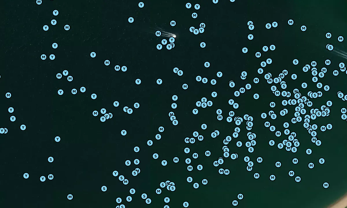 Satelite image of Menemsha Bight