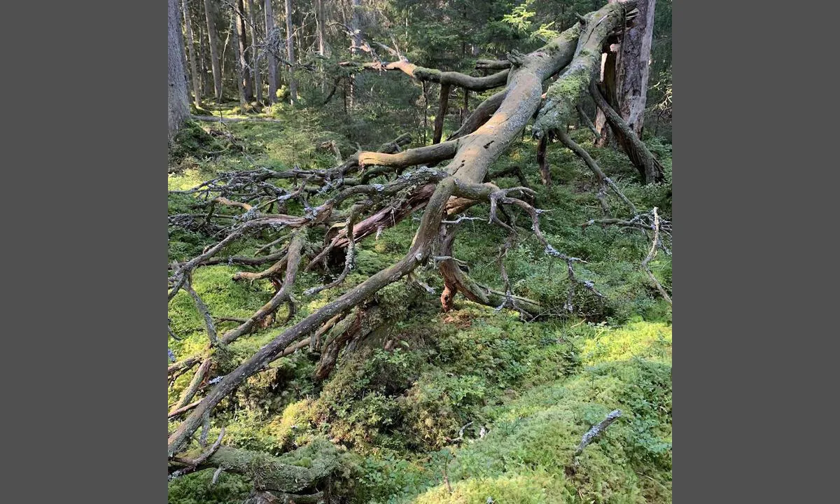 Naissaare Sadam: {"base": "en", "no": "Du kan ogs\u00e5 vandre i den tette skogen hvis du \u00f8nsker det.", "se": "Du kan ocks\u00e5 vandra i den t\u00e4ta skogen om du vill.", "en": "You can also hike in the thick forest if you wish to.", "da": "Du kan ogs\u00e5 vandre i den t\u00e6tte skov, hvis du \u00f8nsker det.", "fr": "Vous pouvez \u00e9galement faire de la randonn\u00e9e dans la for\u00eat dense si vous le souhaitez.", "de": "Sie k\u00f6nnen auch in dem dichten Wald wandern, wenn Sie m\u00f6chten.", "es": "Tambi\u00e9n puede hacer senderismo en el denso bosque, si lo desea.", "it": "Puoi anche fare escursioni nella fitta foresta se lo desideri.", "pt": "Voc\u00ea tamb\u00e9m pode fazer uma caminhada na densa floresta, se desejar.", "nl": "U kunt ook wandelen in het dichte bos als u dat wilt.", "pl": "Mo\u017cna r\u00f3wnie\u017c w\u0119drowa\u0107 po g\u0119stym lesie, je\u015bli masz na to ochot\u0119.", "uk": "\u0412\u0438 \u0442\u0430\u043a\u043e\u0436 \u043c\u043e\u0436\u0435\u0442\u0435 \u0432\u0438\u0440\u0443\u0448\u0438\u0442\u0438 \u0432 \u043f\u043e\u0445\u0456\u0434 \u043f\u043e \u0433\u0443\u0441\u0442\u043e\u043c\u0443 \u043b\u0456\u0441\u0443, \u044f\u043a\u0449\u043e \u0437\u0430\u0445\u043e\u0447\u0435\u0442\u0435.", "ro": "De asemenea, pute\u021bi face drume\u021bii \u00een p\u0103durea deas\u0103 dac\u0103 dori\u021bi.", "tr": "\u0130sterseniz yo\u011fun ormanda da y\u00fcr\u00fcy\u00fc\u015f yapabilirsiniz.", "el": "\u039c\u03c0\u03bf\u03c1\u03b5\u03af\u03c4\u03b5 \u03b5\u03c0\u03af\u03c3\u03b7\u03c2 \u03bd\u03b1 \u03ba\u03ac\u03bd\u03b5\u03c4\u03b5 \u03c0\u03b5\u03b6\u03bf\u03c0\u03bf\u03c1\u03af\u03b1 \u03c3\u03c4\u03bf \u03c0\u03c5\u03ba\u03bd\u03cc \u03b4\u03ac\u03c3\u03bf\u03c2 \u03b1\u03bd \u03c4\u03bf \u03b5\u03c0\u03b9\u03b8\u03c5\u03bc\u03b5\u03af\u03c4\u03b5.", "cs": "M\u016f\u017eete tak\u00e9 podniknout t\u00faru v hust\u00e9m lese, pokud si to p\u0159ejete.", "hu": "T\u00far\u00e1zhatsz a s\u0171r\u0171 erd\u0151ben is, ha szeretn\u00e9l.", "fi": "Voit my\u00f6s vaeltaa tihe\u00e4ss\u00e4 mets\u00e4ss\u00e4, jos haluat.", "bg": "\u041c\u043e\u0436\u0435\u0442\u0435 \u0441\u044a\u0449\u043e \u0442\u0430\u043a\u0430 \u0434\u0430 \u043f\u043e\u0445\u043e\u0434\u0438\u0442\u0435 \u0432 \u0433\u044a\u0441\u0442\u0430\u0442\u0430 \u0433\u043e\u0440\u0430, \u0430\u043a\u043e \u0436\u0435\u043b\u0430\u0435\u0442\u0435.", "sr": "Tako\u0111e mo\u017eete pe\u0161a\u010diti u gustoj \u0161umi ako to \u017eelite.", "et": "V\u00f5ite soovi korral matkata ka tihedas metsas.", "lv": "J\u016bs varat ar\u012b doties p\u0101rg\u0101jien\u0101 biezaj\u0101 me\u017e\u0101, ja v\u0113laties.", "lt": "Taip pat galite \u017eygiuoti tankiame mi\u0161ke, jei norite."}
