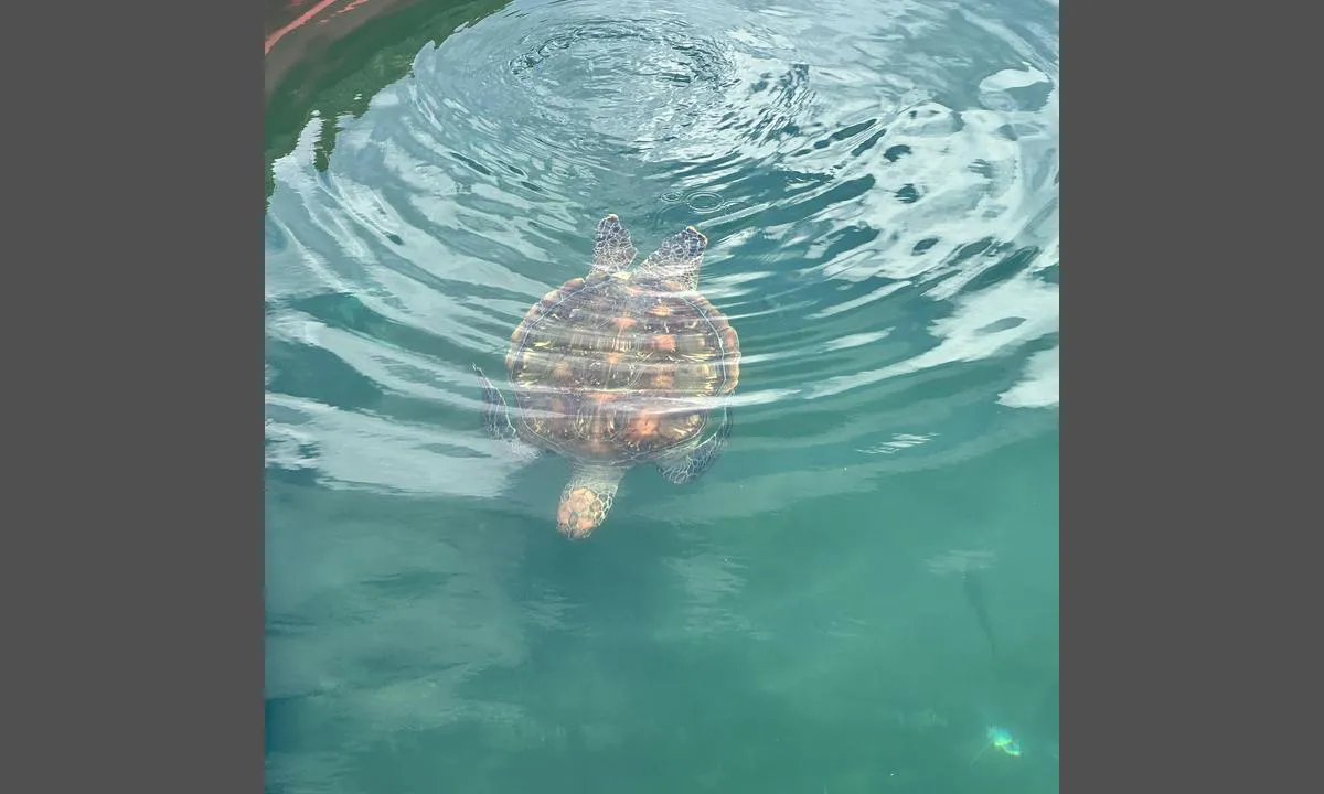 Påskeøya: {"base": "no", "no": "Der var 4 store skilpadder. Utrolig flott klart vann lite forurensning", "se": "Det var 4 stora sk\u00f6ldpaddor. Otroligt klart vatten med lite f\u00f6roreningar.", "en": "There were 4 large turtles. Incredibly clear water with little pollution", "da": "Der var 4 store skildpadder. Utrolig flot klart vand med lidt forurening", "fr": "Il y avait 4 grandes tortues. Une eau incroyablement claire avec peu de pollution", "de": "Es gab 4 gro\u00dfe Schildkr\u00f6ten. Unglaublich klares Wasser, wenig Verschmutzung.", "es": "Hab\u00eda 4 grandes tortugas. Incre\u00edblemente hermosa agua clara con poca contaminaci\u00f3n", "it": "C'erano 4 grandi tartarughe. Acqua incredibilmente chiara, pochissimo inquinamento", "pt": "Havia 4 grandes tartarugas. \u00c1gua incrivelmente clara, pouca polui\u00e7\u00e3o", "nl": "Er waren 4 grote schildpadden. Ongelooflijk schoon en helder water, weinig vervuiling", "pl": "By\u0142y 4 du\u017ce \u017c\u00f3\u0142wie. Niesamowicie czysta woda, niewielkie zanieczyszczenie", "uk": "\u0422\u0430\u043c \u0431\u0443\u043b\u043e 4 \u0432\u0435\u043b\u0438\u043a\u0438\u0445 \u0447\u0435\u0440\u0435\u043f\u0430\u0445\u0438. \u041d\u0430\u0434\u0437\u0432\u0438\u0447\u0430\u0439\u043d\u043e \u0447\u0438\u0441\u0442\u0430 \u0432\u043e\u0434\u0430 \u0437 \u043c\u0430\u043b\u043e\u044e \u043a\u0456\u043b\u044c\u043a\u0456\u0441\u0442\u044e \u0437\u0430\u0431\u0440\u0443\u0434\u043d\u0435\u043d\u044c.", "ro": "Erau 4 \u021bestoase mari. Ap\u0103 incredibil de limpede, pu\u021bin\u0103 poluare", "tr": "Orada 4 b\u00fcy\u00fck kaplumba\u011fa vard\u0131. \u0130nan\u0131lmaz g\u00fczel berrak su, az kirlilik", "el": "\u03a5\u03c0\u03ae\u03c1\u03c7\u03b1\u03bd 4 \u03bc\u03b5\u03b3\u03ac\u03bb\u03b5\u03c2 \u03c7\u03b5\u03bb\u03ce\u03bd\u03b5\u03c2. \u0391\u03c0\u03af\u03c3\u03c4\u03b5\u03c5\u03c4\u03b1 \u03ba\u03b1\u03b8\u03b1\u03c1\u03cc \u03bd\u03b5\u03c1\u03cc \u03bc\u03b5 \u03bb\u03af\u03b3\u03bf \u03c1\u03cd\u03c0\u03b1\u03bd\u03c3\u03b7.", "cs": "Byly tam 4 velk\u00e9 \u017eelvy. \u00da\u017easn\u011b \u010dist\u00e1 voda s minim\u00e1ln\u00edm zne\u010di\u0161t\u011bn\u00edm", "hu": "Ott volt 4 nagy tekn\u0151s. Hihetetlen\u00fcl tiszta v\u00edz, kev\u00e9s szennyez\u00e9ssel", "fi": "Siell\u00e4 oli 4 suurta kilpikonnaa. Uskomattoman kirkas vesi, v\u00e4h\u00e4n saastetta", "bg": "\u0418\u043c\u0430\u0448\u0435 4 \u0433\u043e\u043b\u0435\u043c\u0438 \u043a\u043e\u0441\u0442\u0435\u043d\u0443\u0440\u043a\u0438. \u041d\u0435\u0432\u0435\u0440\u043e\u044f\u0442\u043d\u043e \u0447\u0438\u0441\u0442\u0430 \u0432\u043e\u0434\u0430 \u043c\u0430\u043b\u043a\u043e \u0437\u0430\u043c\u044a\u0440\u0441\u044f\u0432\u0430\u043d\u0435", "sr": "\u0411\u0438\u043b\u043e \u0458\u0435 4 \u0432\u0435\u043b\u0438\u043a\u0435 \u043a\u043e\u0440\u045a\u0430\u0447\u0435. \u041d\u0435\u0432\u0435\u0440\u043e\u0432\u0430\u0442\u043d\u043e \u0447\u0438\u0441\u0442\u0430 \u0432\u043e\u0434\u0430, \u043c\u0430\u043b\u043e \u0437\u0430\u0433\u0430\u0452\u0435\u045a\u0430", "et": "Seal oli 4 suurt kilpkonna. Uskumatult ilus selge vesi, v\u00e4he saastet.", "lv": "Tur bija 4 lieli bru\u0146urupu\u010di. Neticami skaidrs \u016bdens, maz pies\u0101r\u0146ojuma", "lt": "Buvo 4 didel\u0117s v\u0117\u017el\u0117s. Ne\u012ftik\u0117tinai \u0161varus vanduo, ma\u017eai tar\u0161os"}