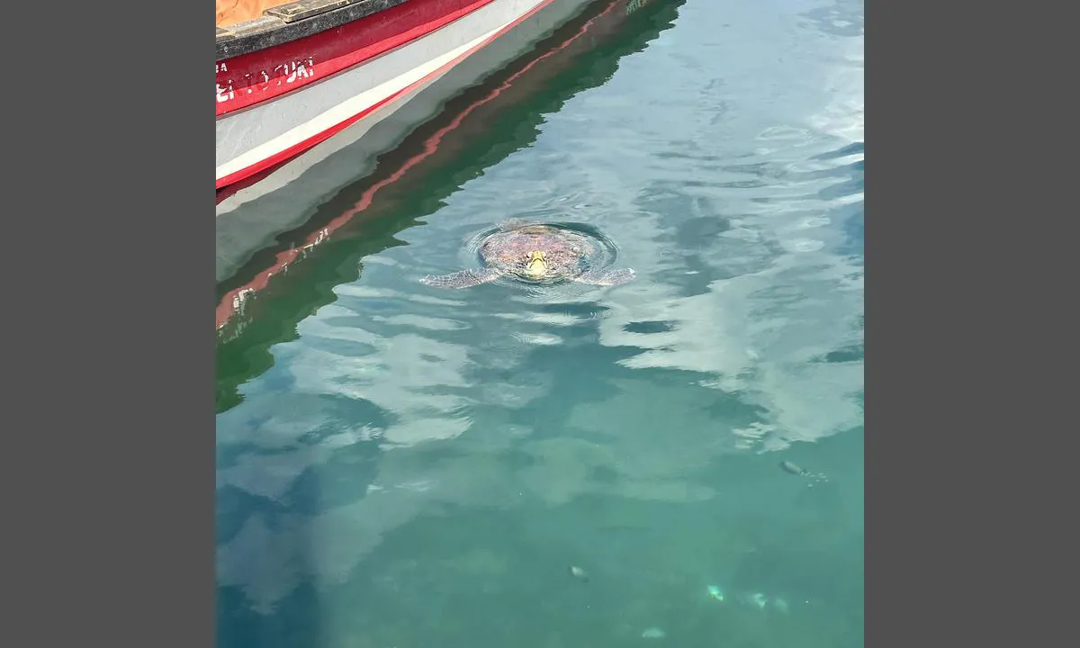 Påskeøya: {"base": "no", "no": "Skilpadder i havnebassenget", "se": "Sk\u00f6ldpaddor i hamnbass\u00e4ngen", "en": "Turtles in the harbour basin", "da": "Skildpadder i havnebassinet", "fr": "Des tortues dans le bassin du port", "de": "Schildkr\u00f6ten im Hafenbecken", "es": "Tortugas en la d\u00e1rsena del puerto", "it": "Tartarughe nella darsena", "pt": "Tartarugas na bacia do porto", "nl": "Schildpadden in het havenbassin", "pl": "\u017b\u00f3\u0142wie w basenie portowym", "uk": "\u0427\u0435\u0440\u0435\u043f\u0430\u0445\u0438 \u0432 \u0433\u0430\u0432\u0430\u043d\u0456", "ro": "\u021aestoase \u00een bazinul portuar", "tr": "Liman havuzunda kaplumba\u011falar", "el": "\u03a7\u03b5\u03bb\u03ce\u03bd\u03b5\u03c2 \u03c3\u03c4\u03b7 \u03bb\u03b9\u03bc\u03b5\u03bd\u03bf\u03bb\u03b5\u03ba\u03ac\u03bd\u03b7", "cs": "\u017delvy v p\u0159\u00edstavn\u00edm baz\u00e9nu", "hu": "Tekn\u0151s\u00f6k a kik\u00f6t\u0151medenc\u00e9ben", "fi": "Kilpikonnia satama-altaassa", "bg": "\u041a\u043e\u0441\u0442\u0435\u043d\u0443\u0440\u043a\u0438 \u0432 \u043f\u0440\u0438\u0441\u0442\u0430\u043d\u0438\u0449\u043d\u0438\u044f \u0431\u0430\u0441\u0435\u0439\u043d", "sr": "\u041a\u043e\u0440\u045a\u0430\u0447\u0435 \u0443 \u043b\u0443\u0447\u043a\u043e\u043c \u0431\u0430\u0437\u0435\u043d\u0443", "et": "Kilpkonnad sadamabasseinis", "lv": "Bru\u0146urupu\u010di ostas basein\u0101", "lt": "V\u0117\u017eliai uosto baseine"}