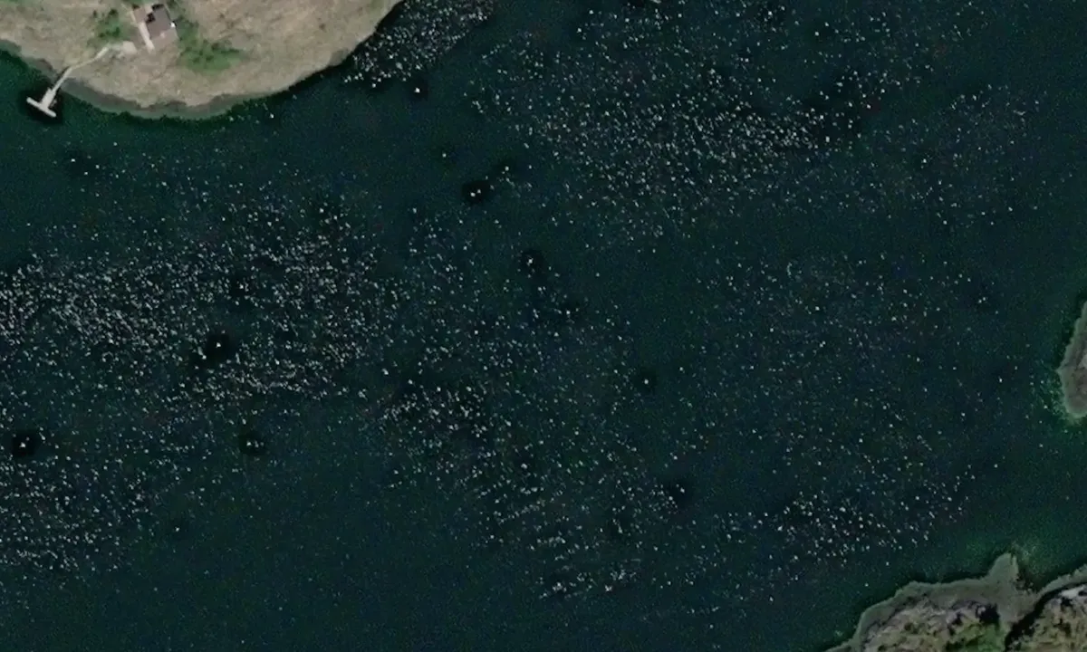 Satelite image of Rødøyvågen