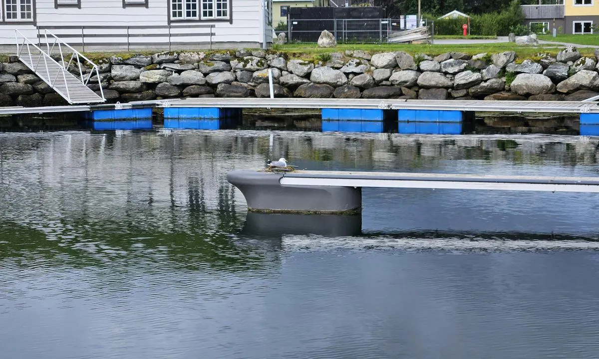 Sæbø: {"base": "no", "no": "Her ligger det en m\u00e5se p\u00e5 reir som er bygget ytterst p\u00e5 en utrigger. Det er ikke enkelt for noen \u00e5 fort\u00f8ye her, da blir det kamp.", "se": "H\u00e4r ligger det en m\u00e5s p\u00e5 bo som \u00e4r byggt ytterst p\u00e5 en utriggare. Det \u00e4r inte enkelt f\u00f6r n\u00e5gon att f\u00f6rt\u00f6ja h\u00e4r, d\u00e5 blir det kamp.", "en": "There is a seagull nesting on the end of a pontoon here. It is not easy for anyone to moor here; it will lead to conflict.", "da": "Her ligger der en m\u00e5ge p\u00e5 rede, som er bygget yderst p\u00e5 en udrigger. Det er ikke nemt for nogen at fort\u00f8je her, s\u00e5 bliver der kamp.", "fr": "Ici se trouve une mouette sur un nid construit \u00e0 l'extr\u00e9mit\u00e9 d'une fl\u00e8che. Il n'est facile pour personne d'amarrer ici, sinon il y aura bataille.", "de": "Hier liegt eine M\u00f6we auf einem Nest, das sich am \u00e4u\u00dfersten Ende eines Auslegers befindet. Es ist nicht einfach, hier anzulegen, da gibt es Schwierigkeiten.", "es": "Aqu\u00ed hay una gaviota en un nido que est\u00e1 construido en el extremo de un brazo de amarre. No es f\u00e1cil para nadie atracar aqu\u00ed, habr\u00e1 conflicto.", "it": "Qui c'\u00e8 un gabbiano su un nido costruito all'estremit\u00e0 di un supporto. Non \u00e8 facile per nessuno ormeggiare qui, perch\u00e9 ci sar\u00e0 una lotta.", "pt": "Aqui h\u00e1 uma gaivota em um ninho constru\u00eddo na extremidade de um flutuador. N\u00e3o \u00e9 f\u00e1cil para ningu\u00e9m atracar aqui, ent\u00e3o haver\u00e1 conflito.", "nl": "Hier ligt een meeuw op een nest dat aan het uiterste einde van een buitenboord is gebouwd. Het is niet gemakkelijk voor iemand om hier aan te meren, dan wordt het een strijd.", "pl": "Tutaj znajduje si\u0119 mewa na gnie\u017adzie zbudowanym na ko\u0144cu wysi\u0119gnika. Cumowanie tutaj nie jest \u0142atwe, poniewa\u017c wtedy b\u0119dzie walka.", "uk": "\u0422\u0443\u0442 \u043b\u0435\u0436\u0438\u0442\u044c \u0447\u0430\u0439\u043a\u0430 \u043d\u0430 \u0433\u043d\u0456\u0437\u0434\u0456, \u044f\u043a\u0435 \u043f\u043e\u0431\u0443\u0434\u043e\u0432\u0430\u043d\u043e \u043d\u0430 \u0441\u0430\u043c\u043e\u043c\u0443 \u043a\u0440\u0430\u044e \u0432\u0438\u043d\u043e\u0441\u043d\u043e\u0433\u043e \u043f\u043b\u0430\u0432\u0430\u044e\u0447\u043e\u0433\u043e \u043f\u0440\u0438\u0447\u0430\u043b\u0443. \u041d\u0435\u043c\u043e\u0436\u043b\u0438\u0432\u043e \u043a\u043e\u043c\u0443\u0441\u044c \u043f\u0440\u0438\u0448\u0432\u0430\u0440\u0442\u0443\u0432\u0430\u0442\u0438\u0441\u044f \u0442\u0443\u0442, \u0442\u043e\u0434\u0456 \u043f\u043e\u0447\u043d\u0435\u0442\u044c\u0441\u044f \u0431\u0456\u0439\u043a\u0430.", "ro": "Aici se afl\u0103 un pesc\u0103ru\u0219 pe cuib construit la cap\u0103tul unei bra\u021be. Nu este u\u0219or pentru niciunul s\u0103 andocheze aici, va fi o lupt\u0103.", "tr": "Burada, bir kiri\u015fin d\u0131\u015f ucuna yap\u0131lm\u0131\u015f bir yuvada oturan bir mart\u0131 var. Buraya yana\u015fmak hi\u00e7 kolay de\u011fil, \u00e7at\u0131\u015fma olur.", "el": "\u0395\u03b4\u03ce \u03c5\u03c0\u03ac\u03c1\u03c7\u03b5\u03b9 \u03ad\u03bd\u03b1\u03c2 \u03b3\u03bb\u03ac\u03c1\u03bf\u03c2 \u03c3\u03b5 \u03c6\u03c9\u03bb\u03b9\u03ac \u03c0\u03bf\u03c5 \u03ad\u03c7\u03b5\u03b9 \u03c7\u03c4\u03b9\u03c3\u03c4\u03b5\u03af \u03c3\u03c4\u03b7\u03bd \u03ac\u03ba\u03c1\u03b7 \u03bc\u03b9\u03b1\u03c2 \u03b5\u03be\u03ac\u03c0\u03bb\u03c9\u03c3\u03b7\u03c2. \u0394\u03b5\u03bd \u03b5\u03af\u03bd\u03b1\u03b9 \u03b5\u03cd\u03ba\u03bf\u03bb\u03bf \u03b3\u03b9\u03b1 \u03ba\u03b1\u03bd\u03ad\u03bd\u03b1\u03bd \u03bd\u03b1 \u03b4\u03ad\u03c3\u03b5\u03b9 \u03b5\u03b4\u03ce, \u03c4\u03cc\u03c4\u03b5 \u03b8\u03b1 \u03b3\u03af\u03bd\u03b5\u03b9 \u03bc\u03ac\u03c7\u03b7.", "cs": "Zde le\u017e\u00ed racek na hn\u00edzd\u011b, kter\u00e9 je postaveno na vn\u011bj\u0161\u00edm konci v\u00fdlo\u017en\u00edku. Nen\u00ed jednoduch\u00e9 zde zakotvit, proto\u017ee pak bude boj.", "hu": "Itt egy sir\u00e1ly f\u00e9szkel az egyik kifut\u00f3 v\u00e9g\u00e9n. Nem k\u00f6nny\u0171 itt kik\u00f6tni, mert akkor harc lesz.", "fi": "T\u00e4\u00e4ll\u00e4 on lokki pesim\u00e4ss\u00e4, pes\u00e4 on rakennettu uloaikalle. Ei ole helppoa kiinnitty\u00e4 t\u00e4nne, siit\u00e4 syntyy taistelu.", "bg": "\u0422\u0443\u043a \u0438\u043c\u0430 \u0433\u043b\u0430\u0440\u0443\u0441 \u043d\u0430 \u0433\u043d\u0435\u0437\u0434\u043e, \u043a\u043e\u0435\u0442\u043e \u0435 \u043f\u043e\u0441\u0442\u0440\u043e\u0435\u043d\u043e \u0432 \u043a\u0440\u0430\u044f \u043d\u0430 \u0443\u0434\u044a\u043b\u0436\u0438\u0442\u0435\u043b. \u041d\u0435 \u0435 \u043b\u0435\u0441\u043d\u043e \u0437\u0430 \u043d\u0438\u043a\u043e\u0433\u043e \u0434\u0430 \u0441\u0435 \u0448\u0432\u0430\u0440\u0442\u043e\u0432\u0430 \u0442\u0443\u043a, \u0437\u0430\u0449\u043e\u0442\u043e \u0449\u0435 \u0438\u043c\u0430 \u0431\u0438\u0442\u043a\u0430.", "sr": "\u041e\u0432\u0434\u0435 \u0441\u0435 \u043d\u0430\u043b\u0430\u0437\u0438 \u0433\u0430\u043b\u0435\u0431 \u043d\u0430 \u0433\u043d\u0435\u0437\u0434\u0443 \u043a\u043e\u0458\u0435 \u0458\u0435 \u0438\u0437\u0433\u0440\u0430\u0452\u0435\u043d\u043e \u043d\u0430 \u043a\u0440\u0430\u0458\u0443 \u043f\u0440\u0438\u0441\u0442\u0430\u043d\u0438\u0448\u0442\u0430. \u041d\u0438\u0458\u0435 \u043b\u0430\u043a\u043e \u043d\u0438\u043a\u043e\u043c\u0435 \u0434\u0430 \u0441\u0435 \u043e\u0432\u0434\u0435 \u0432\u0435\u0437\u0443\u0458\u0435, \u0442\u0443 \u0434\u043e\u043b\u0430\u0437\u0438 \u0434\u043e \u0431\u043e\u0440\u0431\u0435.", "et": "Siin pesitseb kajakas, kelle pesa on ehitatud v\u00e4ljaspool poomi. Siin ei ole kellelgi lihtne kinnituda, sest siis tuleb v\u00f5itlus.", "lv": "\u0160eit atrodas kaija ligzd\u0101, kas uzcelta izvirz\u012bt\u0101 uzlik\u0101. \u0160eit nav viegli k\u0101dam pietauvoties, tas izrais\u012bs c\u012b\u0146u.", "lt": "\u010cia yra \u017euv\u0117dra, kuri peri ant lizdo, pastatyto ant i\u0161ky\u0161ulio kra\u0161to. N\u0117ra paprasta \u010dia prisi\u0161lieti, nes tada prasideda kova."}