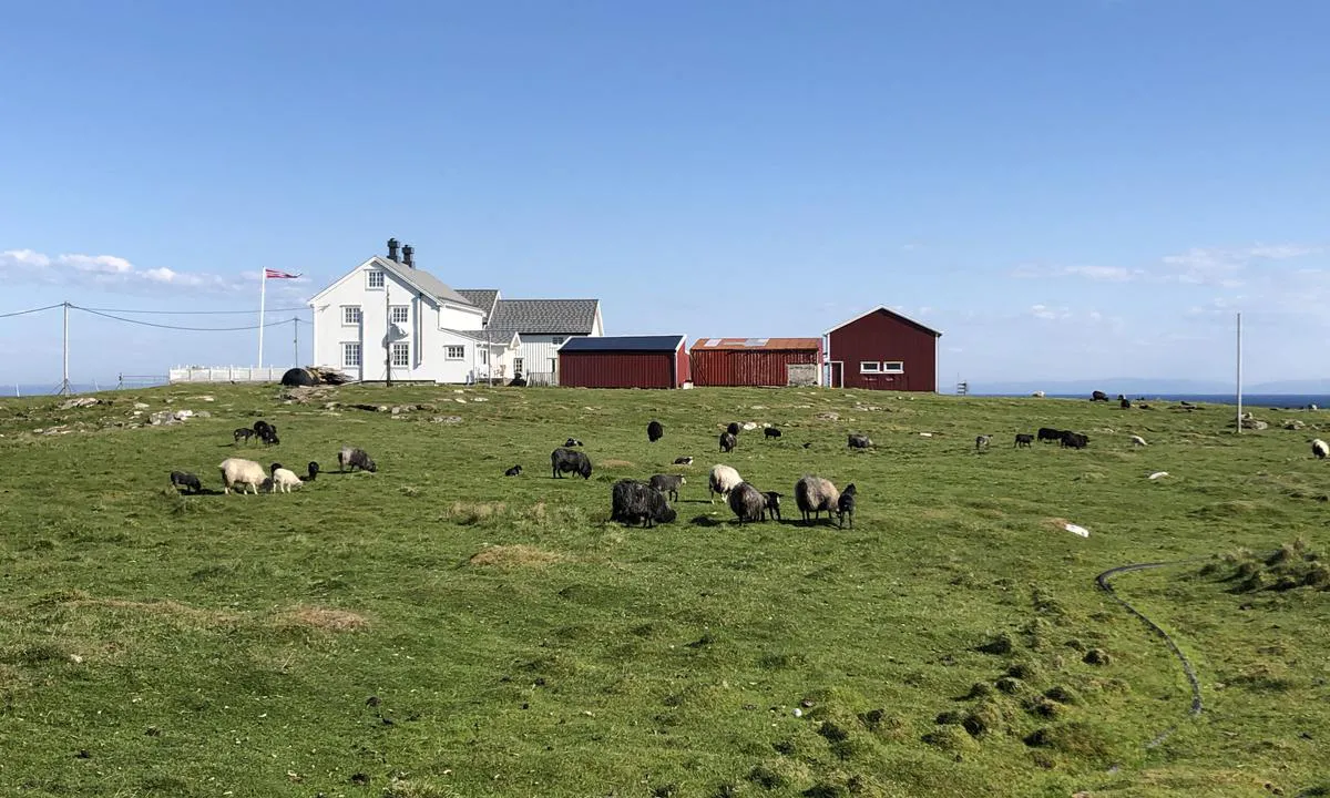 På Sauøya er det fortsatt mange sau.