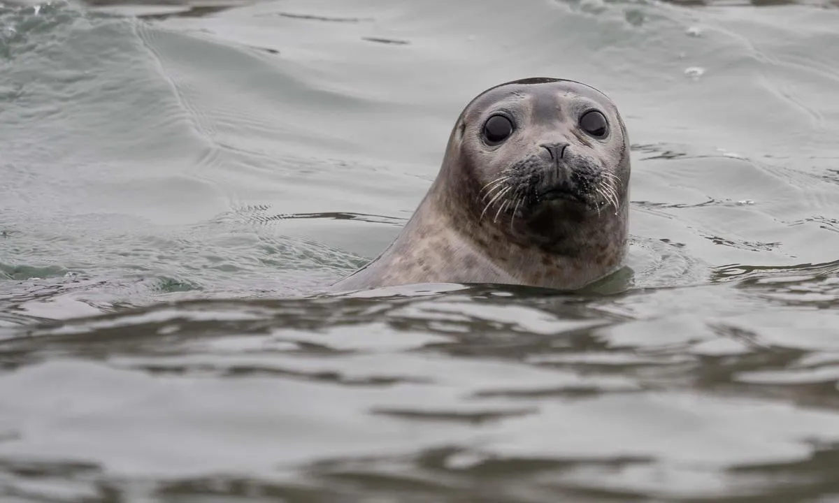Selvågen - Svalbard: {"base": "no", "no": "Det heter ikke Selv\u00e5gen uten grunn.", "se": "Det heter inte Sj\u00e4lvviken utan anledning.", "en": "It's not called Selv\u00e5gen without reason.", "da": "Det hedder ikke Selv\u00e5gen uden grund.", "fr": "\u00c7a ne s'appelle pas Selv\u00e5gen sans raison.", "de": "Es hei\u00dft nicht Selbstbukta ohne Grund.", "es": "No se llama Selv\u00e5gen sin raz\u00f3n.", "it": "Non si chiama Selv\u00e5gen senza motivo.", "pt": "N\u00e3o \u00e9 chamado de Selv\u00e5gen sem motivo.", "nl": "Het heet niet zonder reden Selv\u00e5gen.", "pl": "Nazywa si\u0119 Selv\u00e5gen nie bez powodu.", "uk": "\u0426\u0435 \u043d\u0430\u0437\u0438\u0432\u0430\u0454\u0442\u044c\u0441\u044f \u0421\u0435\u043b\u044c\u0432\u043e\u0433\u0435\u043d \u043d\u0435 \u0431\u0435\u0437 \u043f\u0440\u0438\u0447\u0438\u043d\u0438.", "ro": "Nu se nume\u0219te Selv\u00e5gen f\u0103r\u0103 motiv.", "tr": "Sebepsiz yere Selv\u00e5gen denmez.", "el": "\u0394\u03b5\u03bd \u03bb\u03ad\u03b3\u03b5\u03c4\u03b1\u03b9 \u00abSelv\u00e5gen\u00bb \u03c7\u03c9\u03c1\u03af\u03c2 \u03bb\u03cc\u03b3\u03bf.", "cs": "Nejmenuje se to Selv\u00e5gen bezd\u016fvodn\u011b.", "hu": "Nem v\u00e9letlen\u00fcl h\u00edvj\u00e1k Selv\u00e5gennek.", "fi": "Sit\u00e4 ei kutsuta itse Syd\u00e4nahdeksi ilman syyt\u00e4.", "bg": "\u041d\u0435 \u0441\u0435 \u043d\u0430\u0440\u0438\u0447\u0430 Selv\u00e5gen \u0431\u0435\u0437 \u043f\u0440\u0438\u0447\u0438\u043d\u0430.", "sr": "Nije bez razloga nazvano Selv\u00e5gen.", "et": "Seda ei kutsuta ilmaasjata Selv\u00e5geniks.", "lv": "To nesauc par Selv\u00e5gen bez iemesla.", "lt": "Jis nevadinamas Selv\u00e5gen be prie\u017easties."}