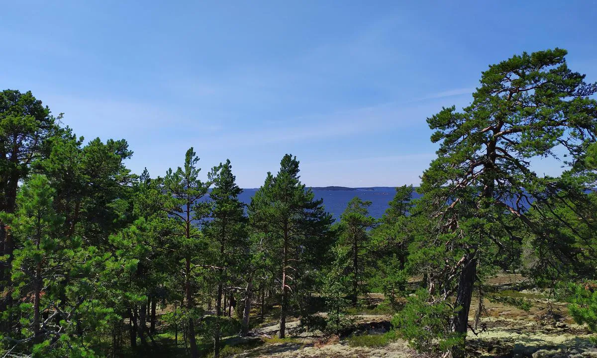 Suuri-pisi: Beaten pine trees