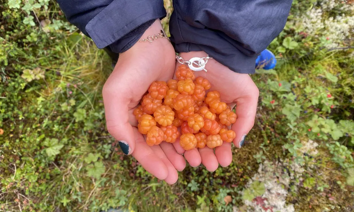 Ulvågsfjorden: {"base": "en", "no": "Multer", "se": "Hjortron", "en": "Cloudberries", "da": "Multeb\u00e6r", "fr": "Plaquebi\u00e8re", "de": "Moltebeeren", "es": "Moras \u00e1rticas", "it": "Morerelle", "pt": "Amoras-\u00e1rticas", "nl": "Kruipbramen", "pl": "Maliny moroszki", "uk": "\u041c\u043e\u0440\u043e\u0448\u043a\u0430", "ro": "Zmeur\u0103 de balt\u0103", "tr": "Yaban Mersini", "el": "\u0392\u03b1\u03c4\u03cc\u03bc\u03bf\u03c5\u03c1\u03b1", "cs": "Moru\u0161ky", "hu": "T\u00f6rpem\u00e1lna", "fi": "Lakat", "bg": "\u041c\u043e\u0440\u043e\u0448\u043a\u0430", "sr": "Morlake", "et": "Murakad", "lv": "Morbeles", "lt": "Debes\u0173 uogos"}