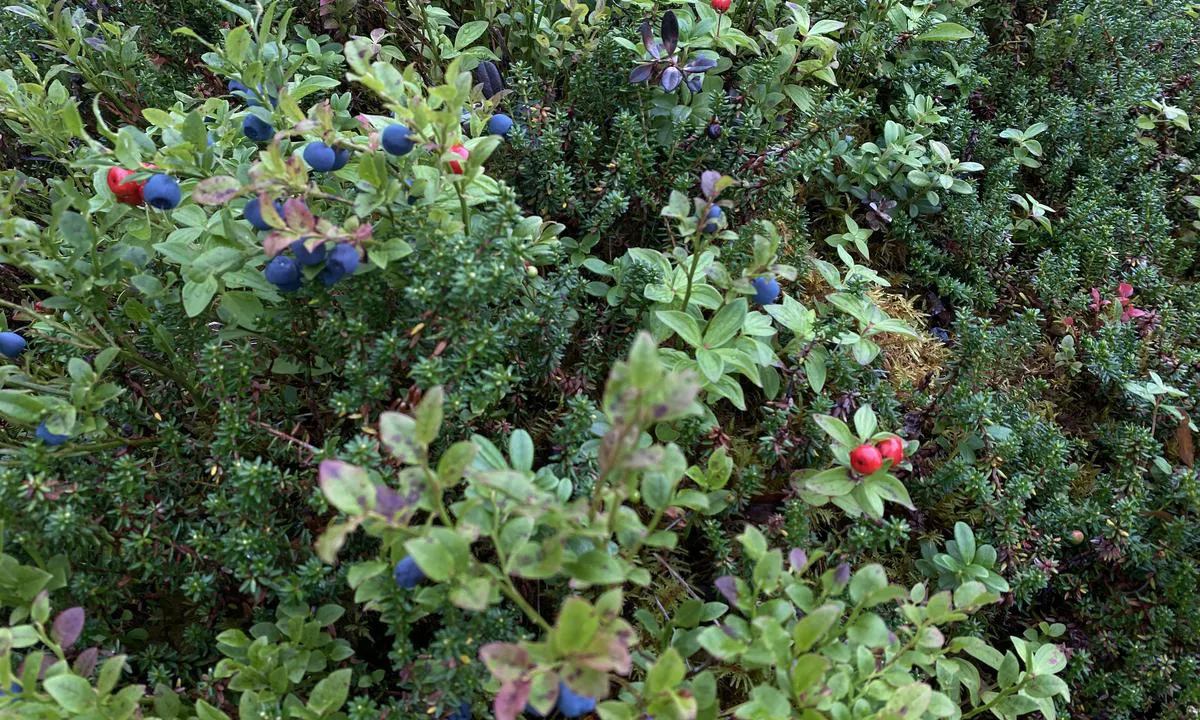 Ulvågsfjorden: {"base": "en", "no": "Bl\u00e5b\u00e6r", "se": "Bl\u00e5b\u00e4r", "en": "Blueberries", "da": "Bl\u00e5b\u00e6r", "fr": "Myrtilles", "de": "Blaubeeren", "es": "Ar\u00e1ndanos", "it": "Mirtilli", "pt": "Mirtilos", "nl": "Bosbessen", "pl": "Jagody", "uk": "\u0427\u043e\u0440\u043d\u0438\u0446\u044f", "ro": "Afine", "tr": "Yaban mersini", "el": "\u039c\u03cd\u03c1\u03c4\u03b9\u03bb\u03b1", "cs": "Bor\u016fvky", "hu": "\u00c1fony\u00e1k", "fi": "Mustikat", "bg": "\u0411\u043e\u0440\u043e\u0432\u0438\u043d\u043a\u0438", "sr": "Borovnice", "et": "Mustikad", "lv": "Mellenes", "lt": "M\u0117lyn\u0117s"}