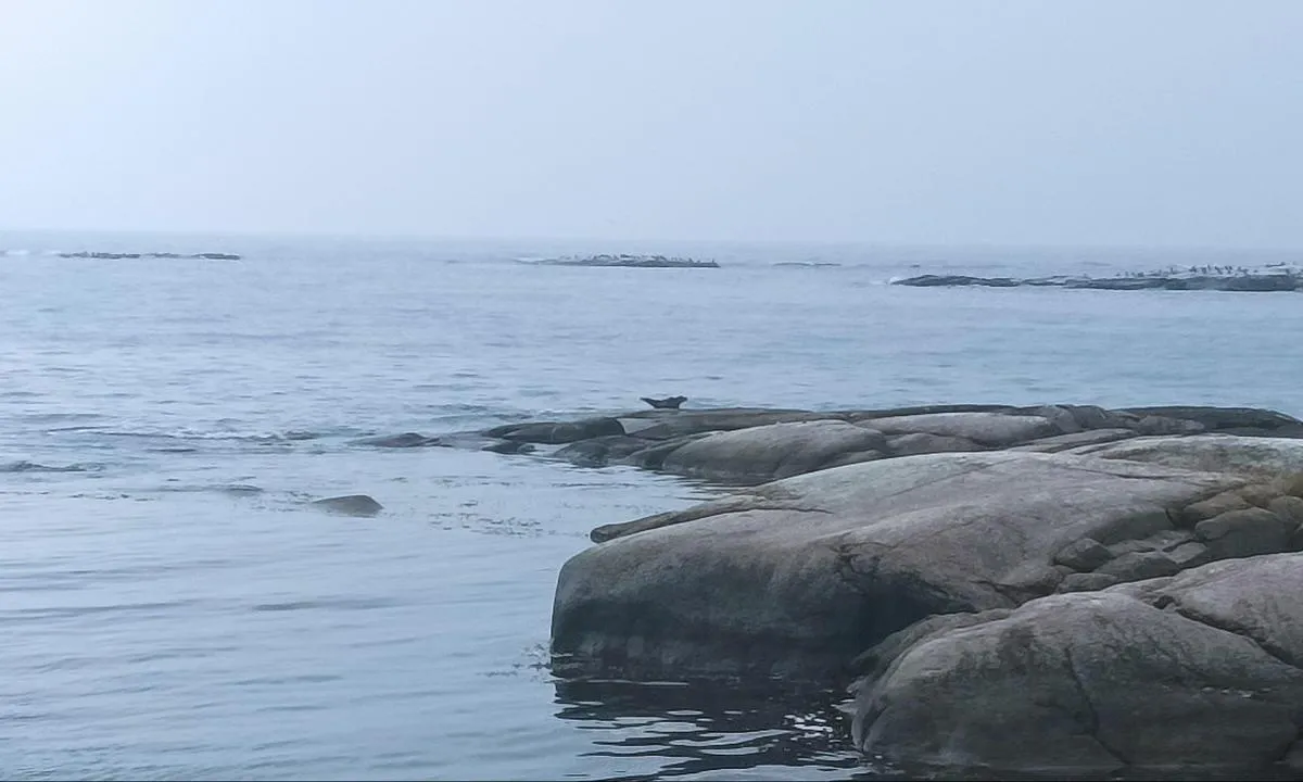 Utklippan: you can watch seals.