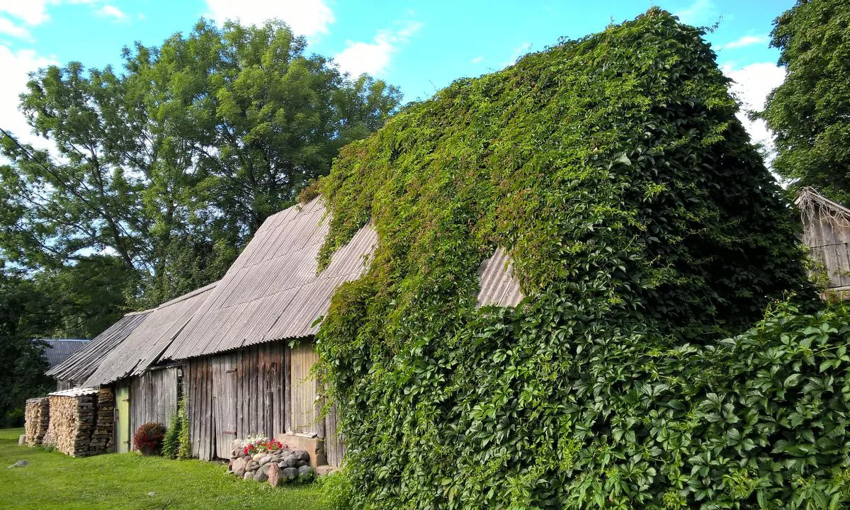 Viinistu Harbour: Old house